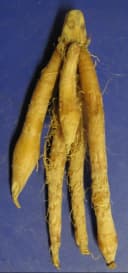 Fingerroot